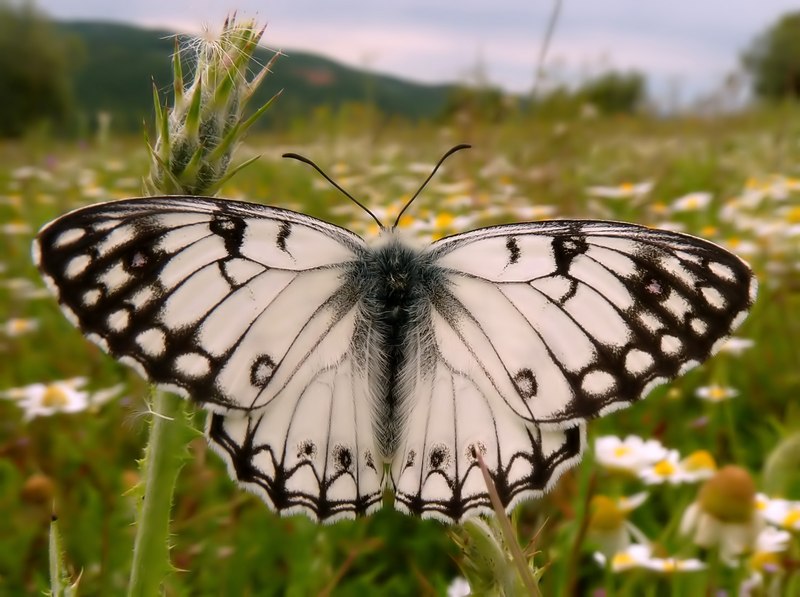 Melanargia arge e galathea